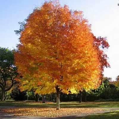 Клен серебристый  Клен серебристый в Туле