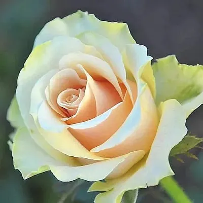 Саженцы роз ТАЛЕЯ чайно-гибридная  Саженцы роз ТАЛЕЯ чайно-гибридная в Туле