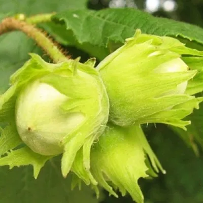 Фундук КАТАЛОНСКИЙ в Туле