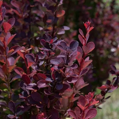 Барбарис ХЕЛМОНД ПИЛЛАР тунберга в Туле