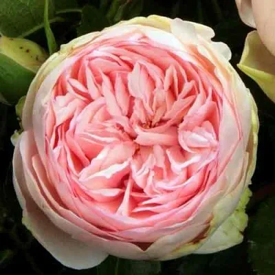 Саженцы роз БРАЙДАЛ ПИАНО чайно-гибридная  Саженцы роз БРАЙДАЛ ПИАНО чайно-гибридная в Туле