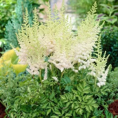 Астильба МИЛК ЭНД ХАНИ китайская  Астильба МИЛК ЭНД ХАНИ китайская в Туле