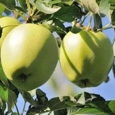 Яблоня САХАРНАЯ  Яблоня САХАРНАЯ в Туле