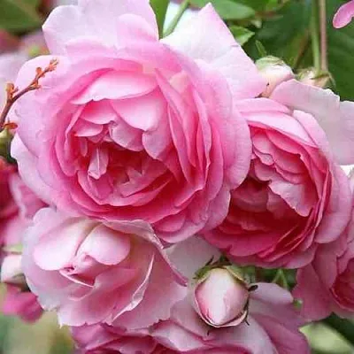 Саженцы роз ЖАСМИНА плетистая  Саженцы роз ЖАСМИНА плетистая в Туле