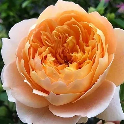 Саженцы роз ЭФФИ чайно-гибридная  Саженцы роз ЭФФИ чайно-гибридная в Туле