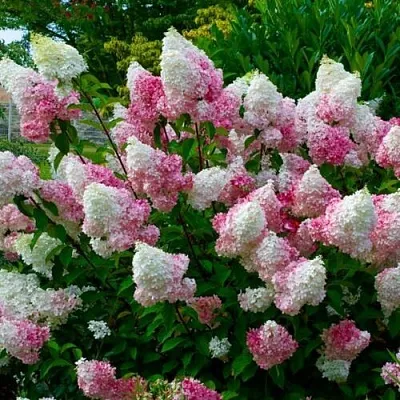 Гортензия в Туле