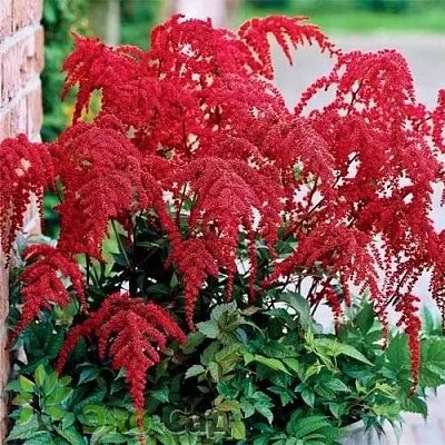 Астильба РЕД ЧАРМ Арендса  Астильба РЕД ЧАРМ Арендса в Туле