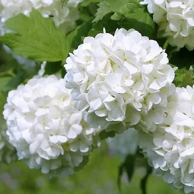 Калина декоративная в Туле