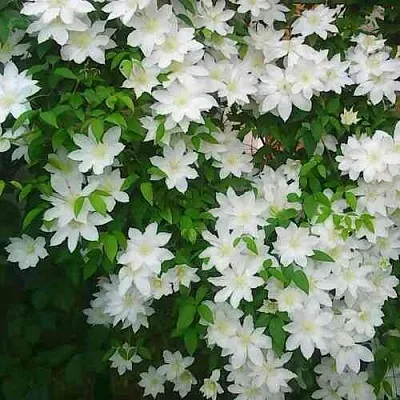 Клематис ТОКИ  Клематис ТОКИ в Туле