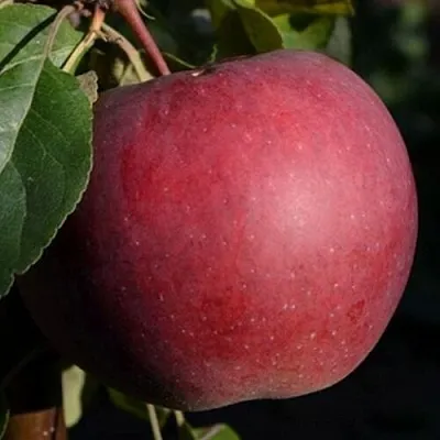 Яблоня БЕЛОРУССКОЕ СЛАДКОЕ  Яблоня БЕЛОРУССКОЕ СЛАДКОЕ в Туле