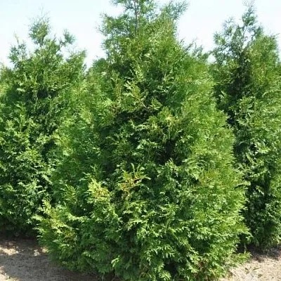 Туя ВАКСЕН западная  Туя ВАКСЕН западная в Туле