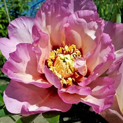 Пион ПАСТЕЛЬ СПЛЕНДОР ито-гибрид  Пион ПАСТЕЛЬ СПЛЕНДОР ито-гибрид в Туле