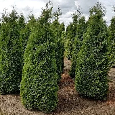 Туя ХОЛМСТРУП западная  Туя ХОЛМСТРУП западная в Туле