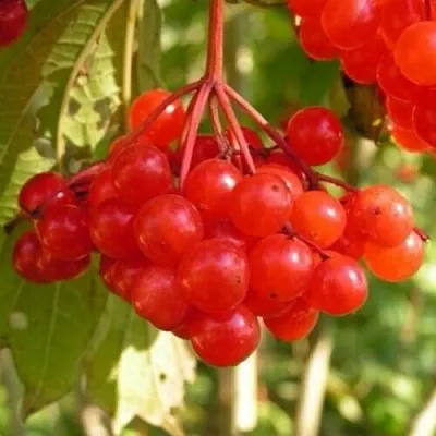 Калина ПАМЯТИ ВАЛЕНТИНЫ в Туле