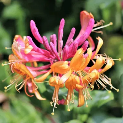 Жимолость ГЕКРОТА в Туле