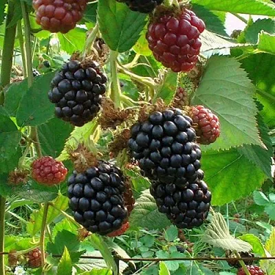 Ежевика ЧЕСТЕР бесшипная  Ежевика ЧЕСТЕР бесшипная в Туле