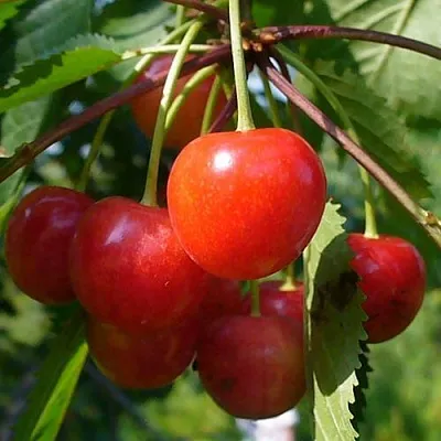 Черешня ФАТЕЖ  Черешня ФАТЕЖ в Туле