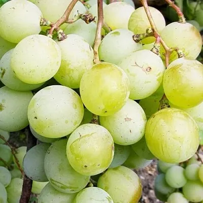 Виноград КЕША МУСКАТ в Туле