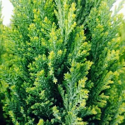 Кипарисовик  Кипарисовик в Туле