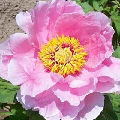 Пион МАРАМАЦУ-ЗАКУРА древовидный в Туле