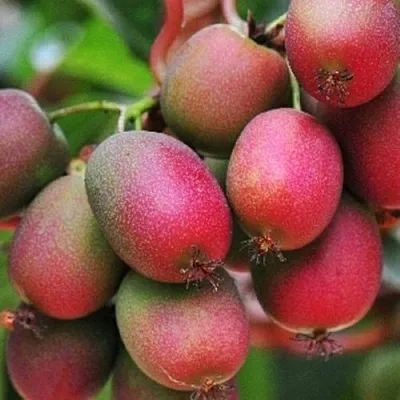 Актинидия ВЕЙКИ аргута  Актинидия ВЕЙКИ аргута в Туле