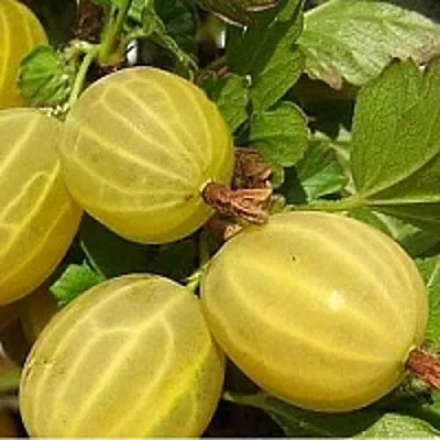 Крыжовник ЯРОВОЙ в Туле