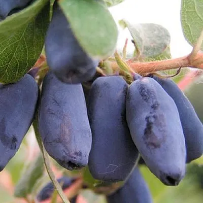 Жимолость съедобная ЛАКОМКА  Жимолость съедобная ЛАКОМКА в Туле