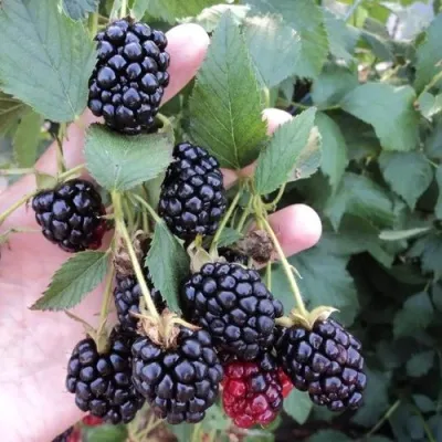 Ежевика ОУАЧИТА бесшипная — описание сорта Ежевика ОУАЧИТА бесшипная в Туле