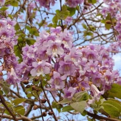 Павлония ПАО ТОГН Z07 — описание сорта Павлония ПАО ТОГН Z07 в Туле