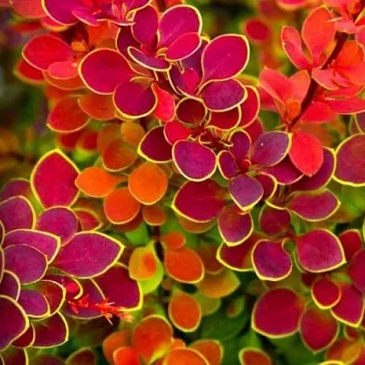 Барбарис ОРАНЖ САНРАЙЗ тунберга в Туле