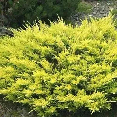 Можжевельник ЛАЙМ ГЛОУ горизонтальный  Можжевельник ЛАЙМ ГЛОУ горизонтальный в Туле