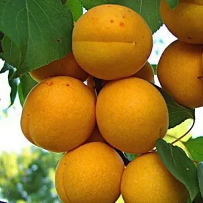 Абрикос ОНТАРИО  Абрикос ОНТАРИО в Туле