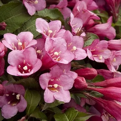 Вейгела ФЛОРИДА  Вейгела ФЛОРИДА в Туле