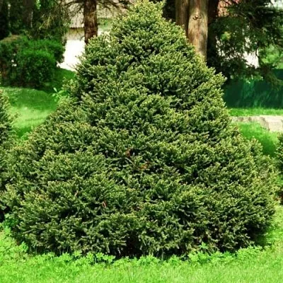 Ель ОЛЕНДОРФИ обыкновенная  Ель ОЛЕНДОРФИ обыкновенная в Туле