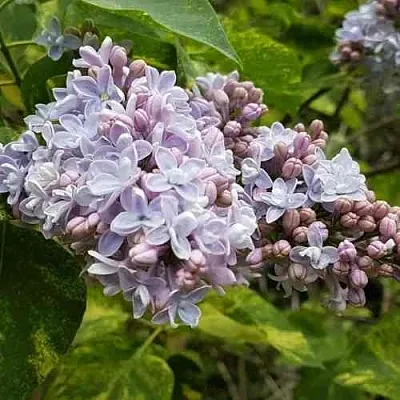 Сирень АУКУБАФОЛИЯ  Сирень АУКУБАФОЛИЯ в Туле