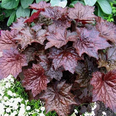 Гейхера ПАЛАС ПУРПЛ  Гейхера ПАЛАС ПУРПЛ в Туле