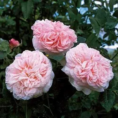 Саженцы роз КЛЭР РОУЗ английская  Саженцы роз КЛЭР РОУЗ английская в Туле