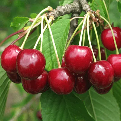 Черешня ГРОНКОВАЯ  Черешня ГРОНКОВАЯ в Туле