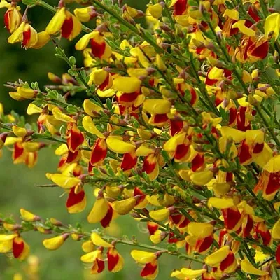 Ракитник в Туле