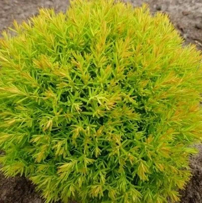 Туя АННИЕК западная в Туле