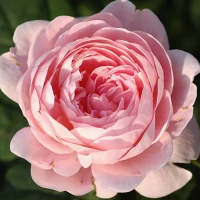 Саженцы роз КУИН ОФ СУИДЕН английская  Саженцы роз КУИН ОФ СУИДЕН английская в Туле