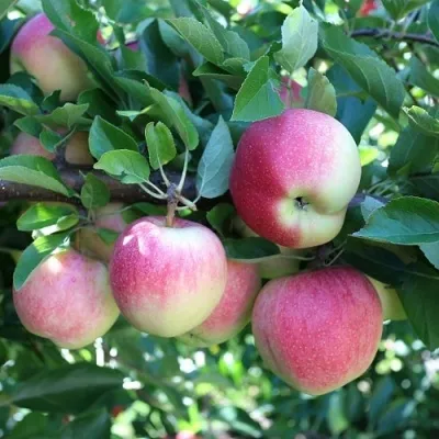 Яблоня ГРУШОВКА МОСКОВСКАЯ в Туле