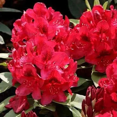 Рододендрон МАТАДОР в Туле