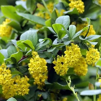 Барбарис корейский в Туле