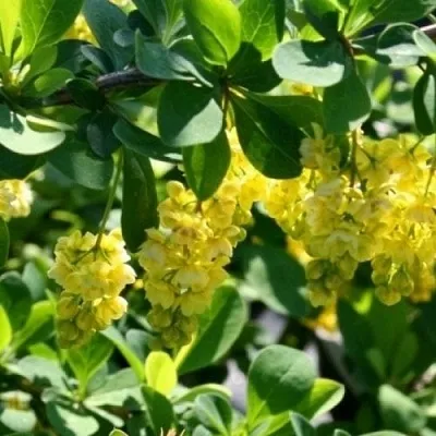 Барбарис ИНДИАН САММЕР  в Туле