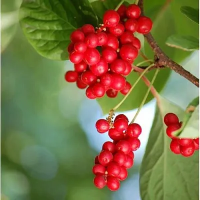 Лимонник ДЕБЮТ китайский  Лимонник ДЕБЮТ китайский в Туле