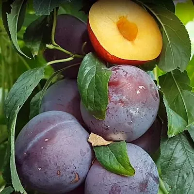 НЕКТАПРИУМ  НЕКТАПРИУМ в Туле