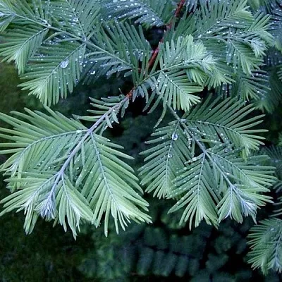 Метасеквойя  Метасеквойя в Туле