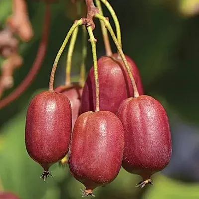 Актинидия СКАРЛЕТ СЕПТЕМБЕР аргута  Актинидия СКАРЛЕТ СЕПТЕМБЕР аргута в Туле