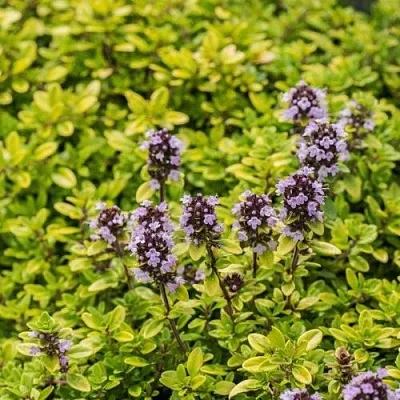 Тимьян АУРЕУС лимоннопахнущий  Тимьян АУРЕУС лимоннопахнущий в Туле